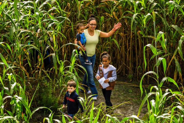Image of mother with three children in a corn maze