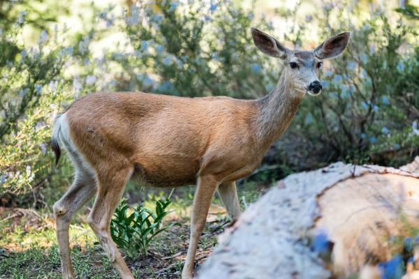 Deer in Kings Canyon