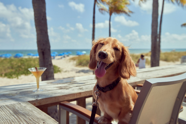 Dachshund in a chair at a beach bar for yappy hour