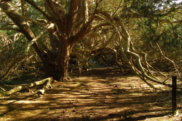 Yew Wood, Kingley Vale