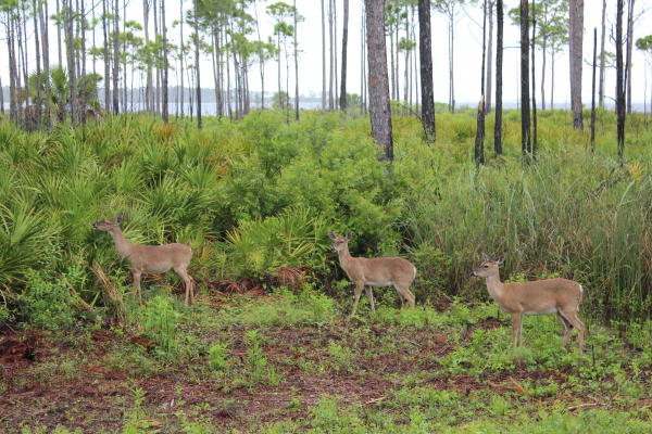 Three whitetail deer grazing along a lush, coastal trail in Gulf County, Florida.