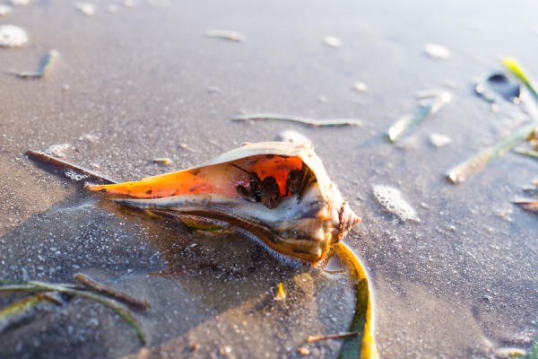 hermit crab in lightening whelk