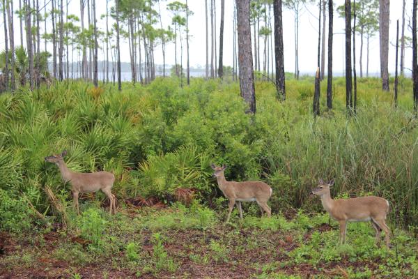 Three whitetail deer grazing along a lush, coastal trail in Gulf County, Florida.