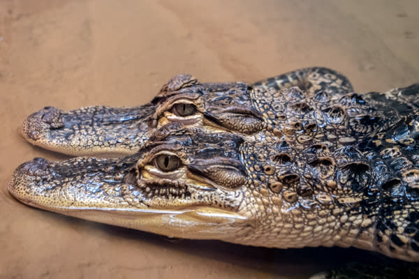 ZooAmerica Southern Swamps Alligator