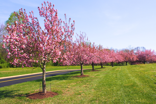 Cherry Blossoms Centennial