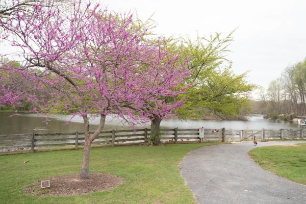 Centennial Park