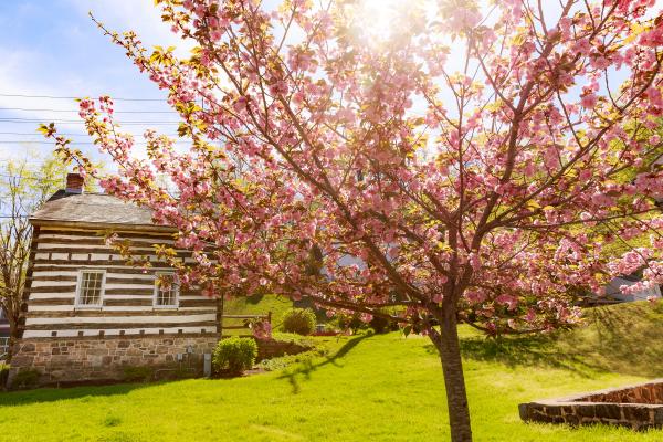 Cherry Blossoms in Ellicott City