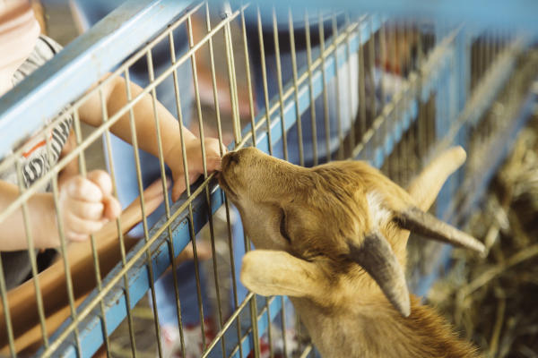 Cute goat at the Howard County Fair