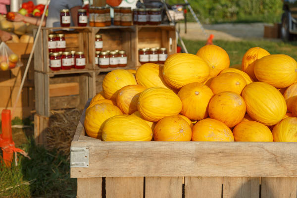Squash at Howard County Fair Farmers Market
