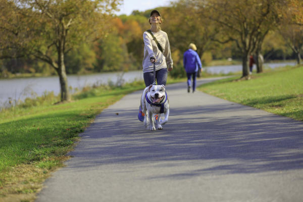 walking dog