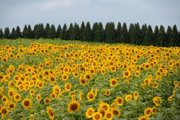 Sunflowers of Lisbon - Glenwood Location (Photo Credit HoCo Gov)