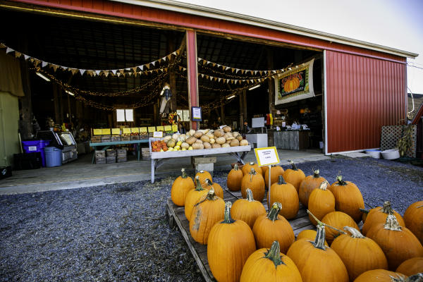 Fall Farm Fun