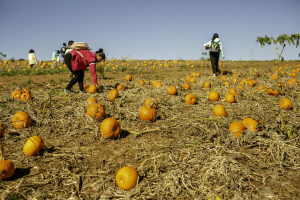 pumpkin patch at Sharps