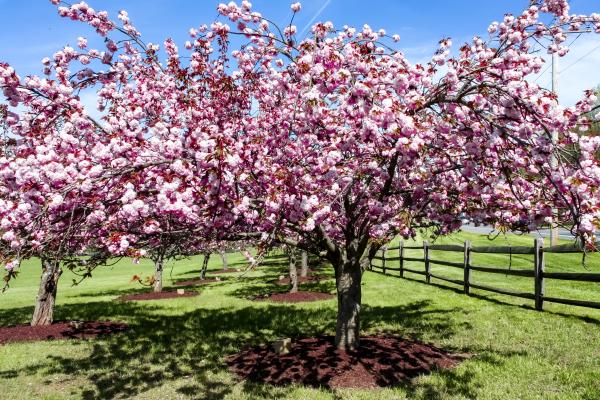 Cherry Blossoms