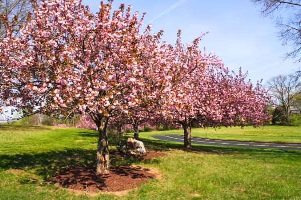 Cherry Blossoms 26