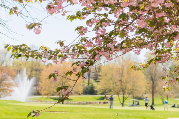 A view through the cherry blossoms seeing people enjoy the park