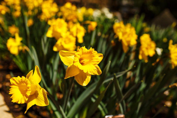 Blooming daffodils at Whipps Cemetery Garden