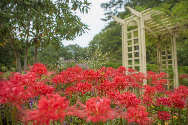 Bright red spider lilies bloom throughout a garden bed at Huntsville Botanical Garden. A white pergola rises above the flowers, while trees and colorful plantings create a peaceful backdrop in the lush garden setting.