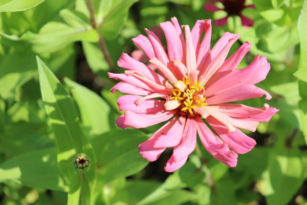 A Pink  Flower at Dollie's Farm