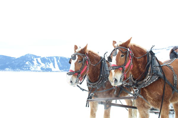 horses on refuge
