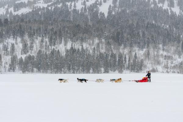 Dog Sledding across a field