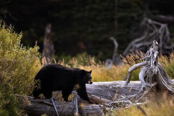 Black Bear in the Tetons