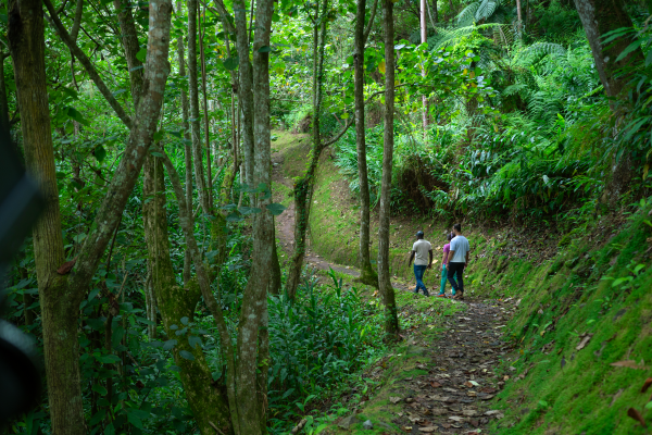 Holywell Blue Mountain Trails - Hiking