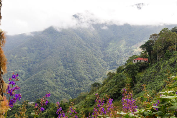 A view of the main house at Twymans Coffee Farm nestled in the Blue Mountains