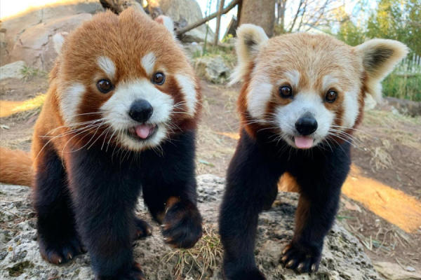 Two Red Pandas sticking their tongues out at the Kansas City Zoo.