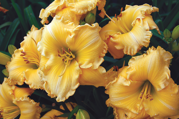 Yellow lily flowers.