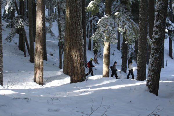 Favorite Winter Hikes Eugene Cascades Oregon Coast