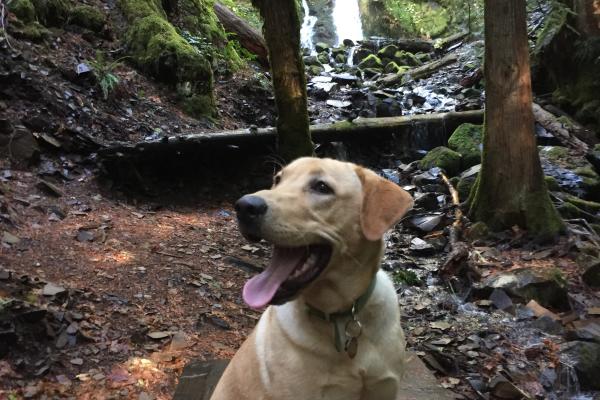 Cottage Grove Waterfall Hike Eugene Cascades Oregon Coast