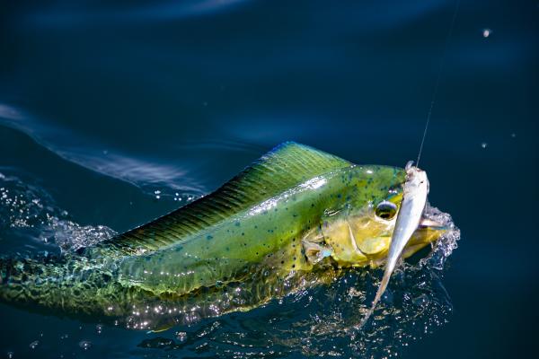 Sport Fishing