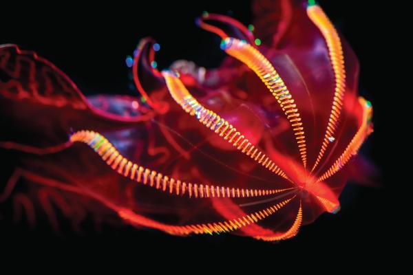 This is an image of the bright red glowing blood belly comb jellies at the Into The Deep exhibit at Monterey Bay Aquarium