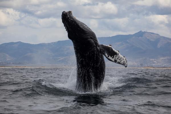 Humpback whale