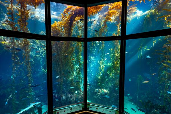 Monterey Bay Aquarium kelp forest
