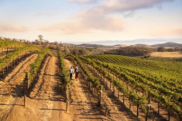 Chalone Vineyard, Soledad