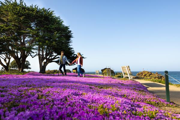 This is an image of a couple walking and holiday hands by the purple carpet in Pacific Grove
