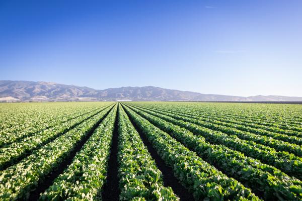 Salinas Valley agriculture fields