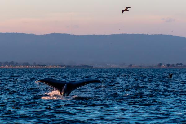 Whale tail in the Monterey Bay