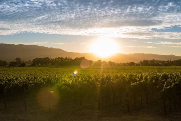 Summer Sunset in Napa Valley Vineyards