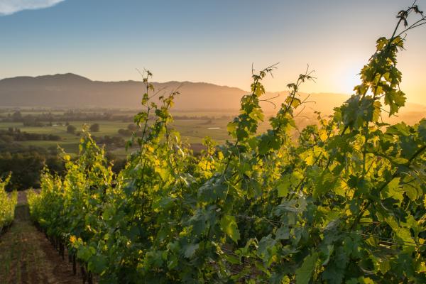 Summer sunset in Napa Valley vineyard
