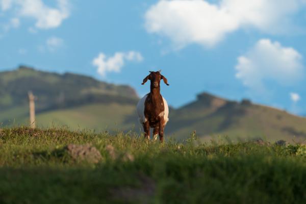A goat greet visitors to the wide open spaces of American Canyon in California