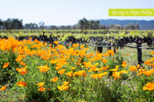 Visit Napa Valley in the Spring