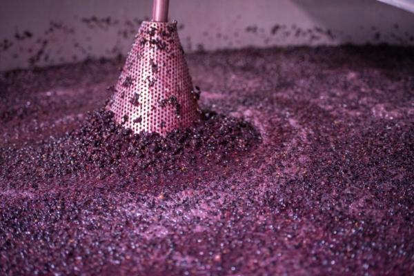 Crush in Napa Valley