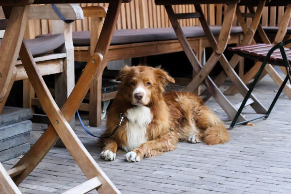 Dog sitting on outdoor patio