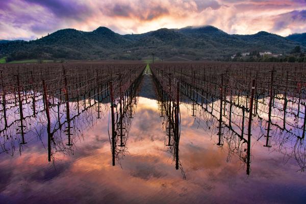 The light of a colorful sunset reflects off a pool of rainwater after a rainy day in Napa Valley.
