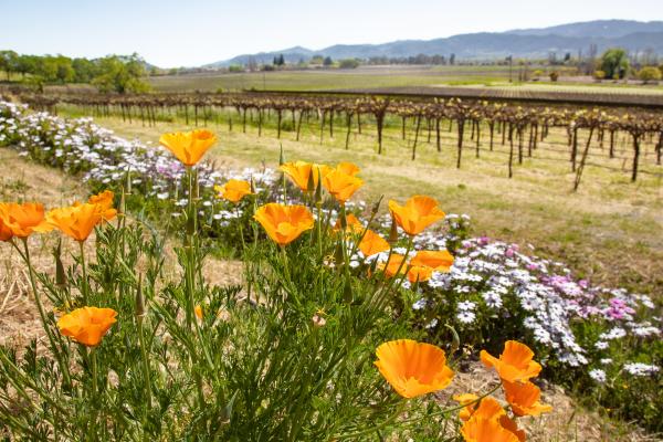 Spring flowers and vineyards Napa Valley