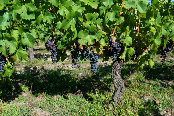 Grapes on Vine