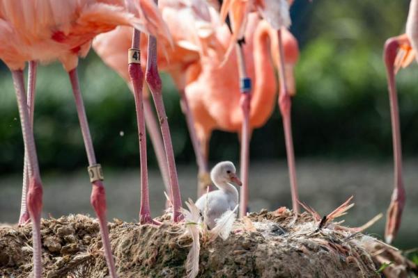 Sylvan Heights Bird Park flamingos